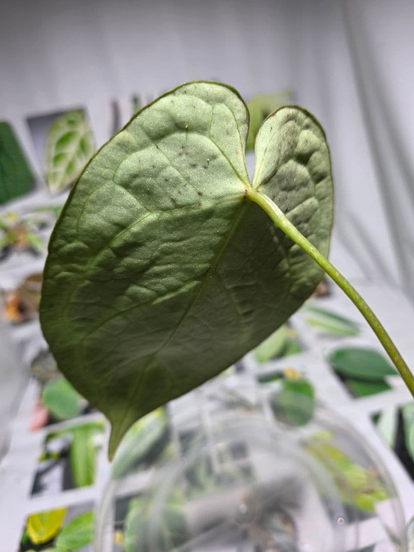 熱帯植物　アンスリウム　SKG シルバー　超ラメ脈