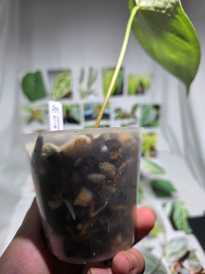 熱帯植物　アンスリウム　SKG シルバー　超ラメ脈