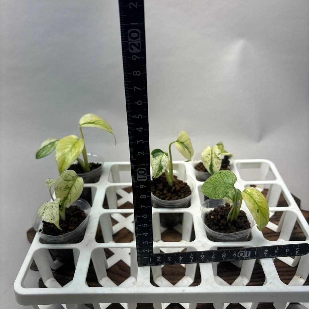 ち*え様 5株セットms33【特別選抜】ホワイトモンスター／天津蘭 モンステラ斑