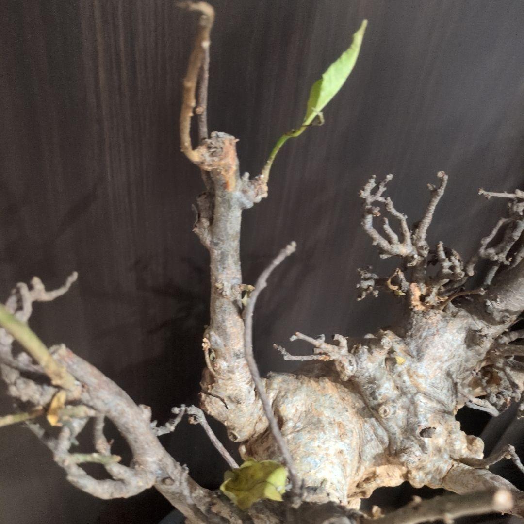 超特大 アダンソニア ディギタ バオバブ 塊根植物　パキプス　コーデックス