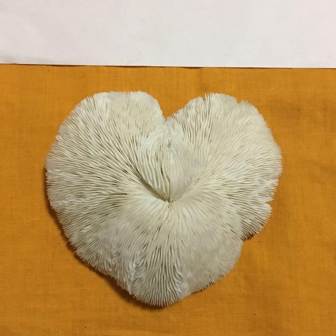 珊瑚の化石でしょうが、❤️なんです。