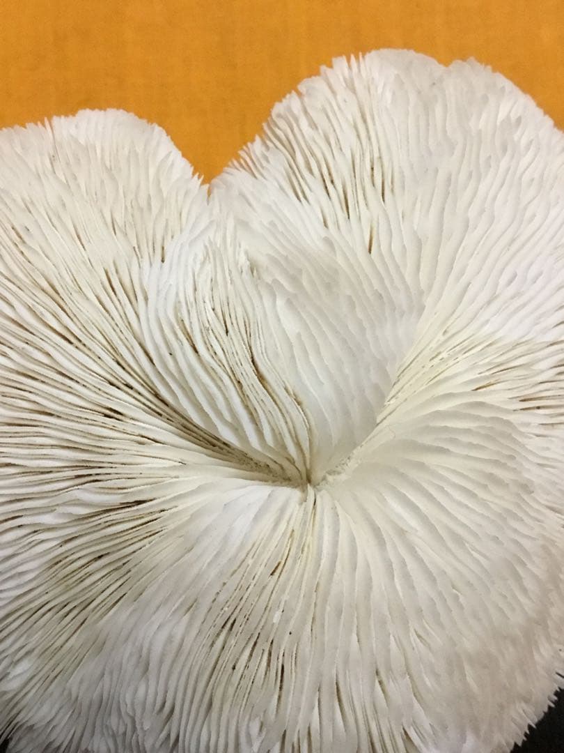 珊瑚の化石でしょうが、❤️なんです。