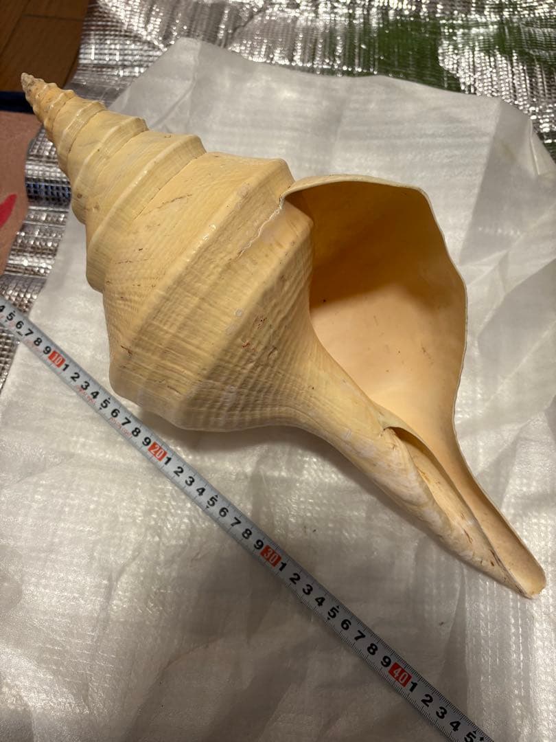 アラフラオオニシ貝標本約46cm特大　世界最大の巻貝　貝殻オブジェに