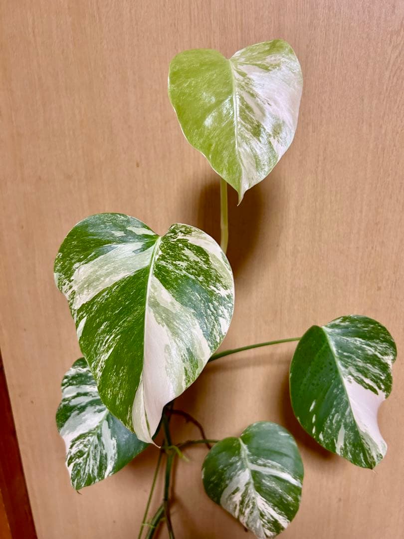 ⭐️斑入りモンステラ⭐️ ホワイトタイガー　全高　約100cm