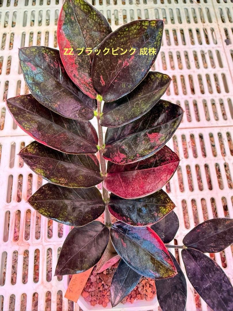 ZZ ブラックピンク