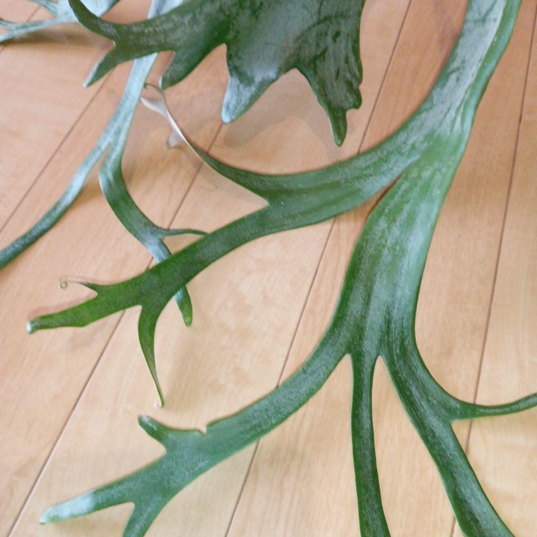 P. 謎ビカク 、ホワイトホーク、ウィリンキーセット　TcMa出品です!