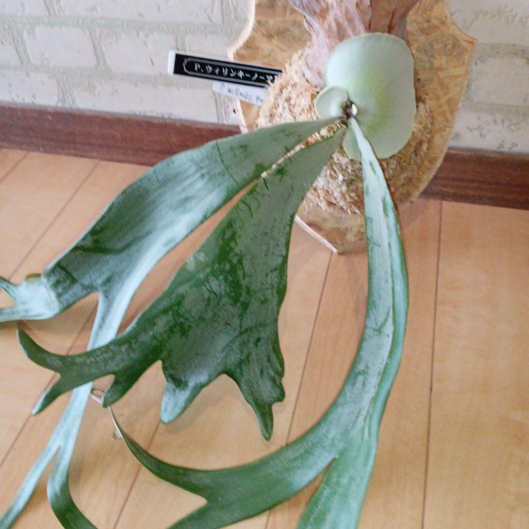 P. 謎ビカク 、ホワイトホーク、ウィリンキーセット　TcMa出品です!