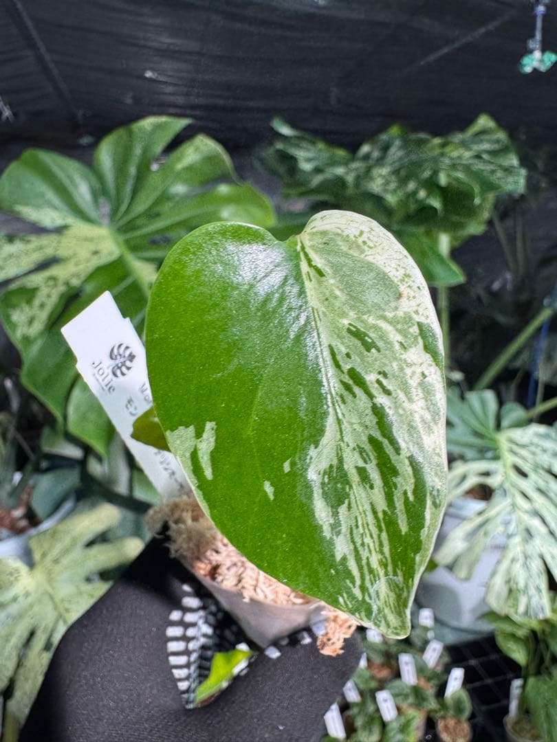 Q1モンステラ　デリシオーサ　ベトシオーサ　2寸ポリポット　ネコポス発送