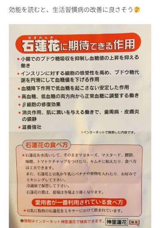 多肉　食べると健康になる石連花♪