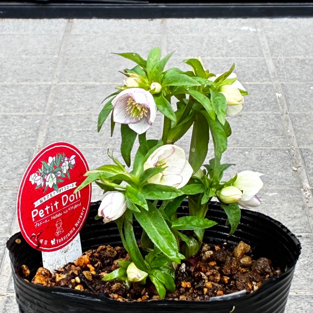 ぴ*ん様 3441☘️花、タグ付☘️プチドール⭐️超小輪⭐️超コンパクト⭐️繊細