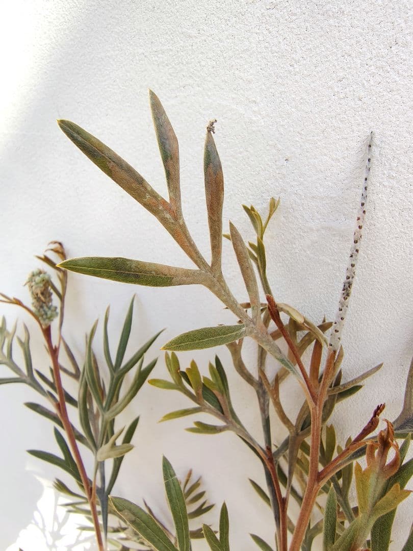 希少！つぼみ付き大株✩グレビレア ドーンパープル☆オージープランツ☆常緑