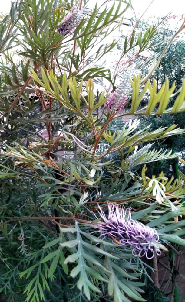 希少！つぼみ付き大株✩グレビレア ドーンパープル☆オージープランツ☆常緑