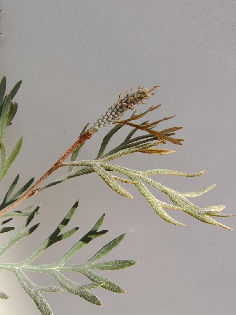 希少！つぼみ付き大株✩グレビレア ドーンパープル☆オージープランツ☆常緑