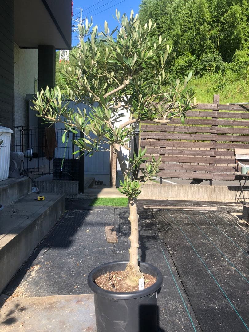 【引き取り限定】オリーブの木　コラチナ　幹太　希少　シンボルツリー