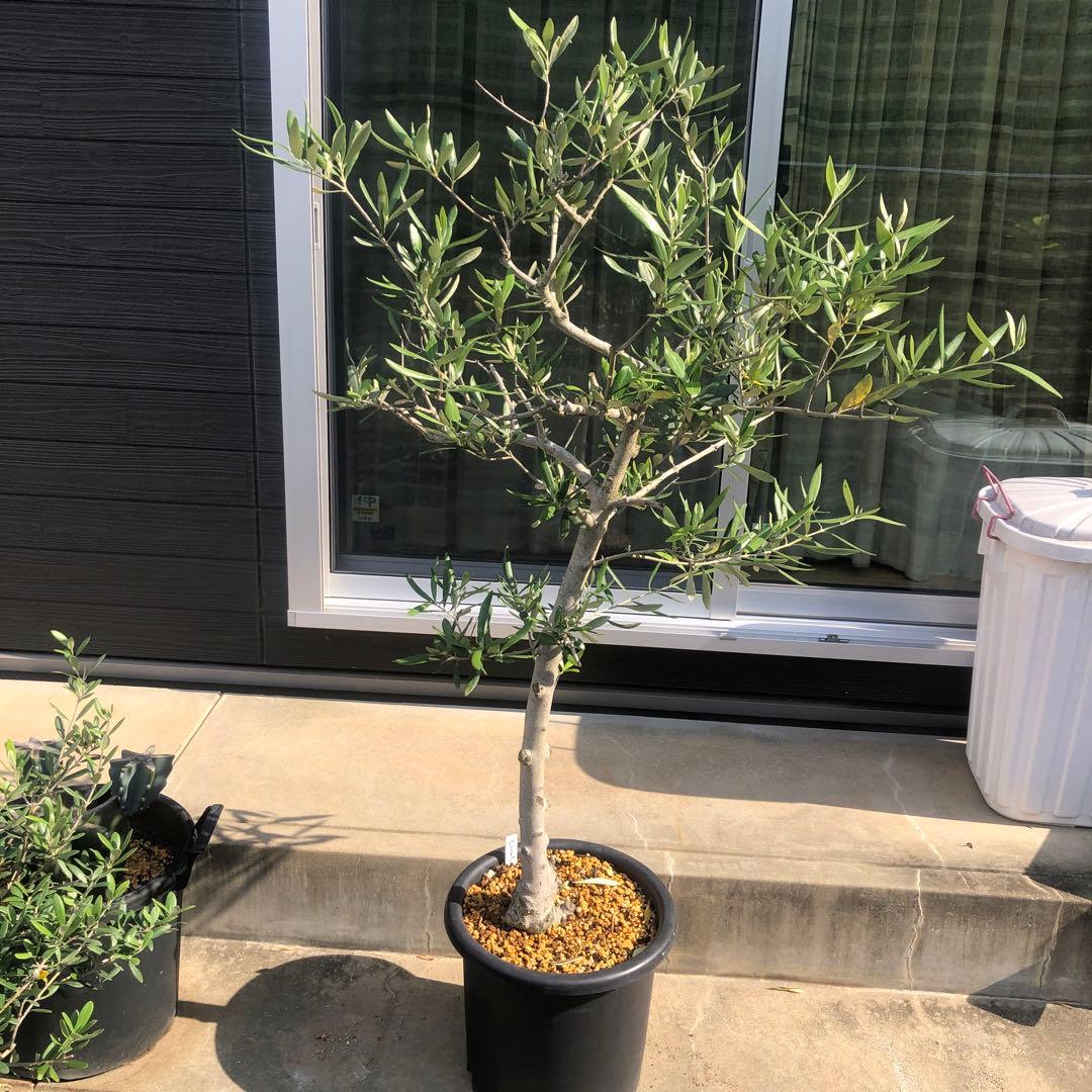 【引き取り限定】オリーブの木　コラチナ　幹太　希少　シンボルツリー
