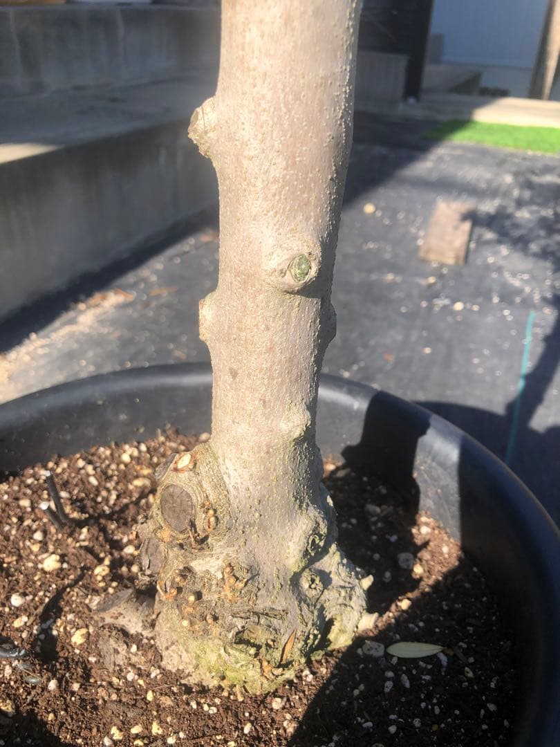 【引き取り限定】オリーブの木　コラチナ　幹太　希少　シンボルツリー