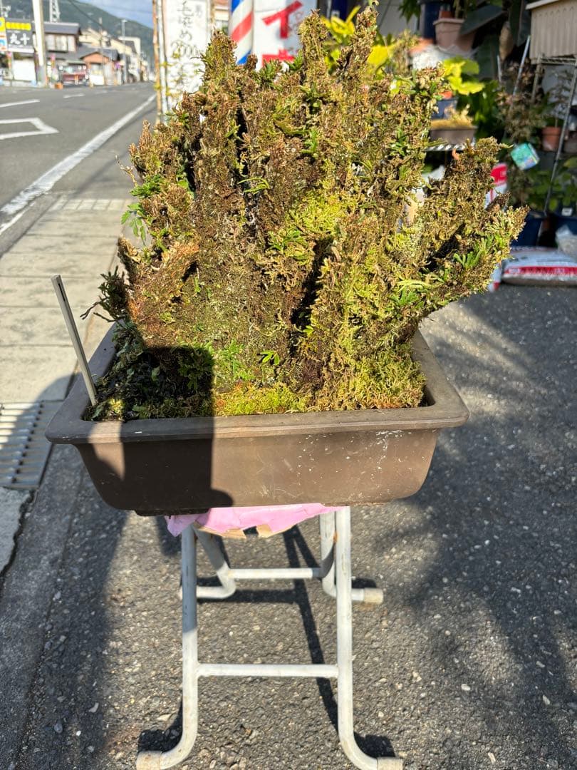 NO 1 イワヒバ(岩松） 30年物 見事な大きさです 激安投売り大特価