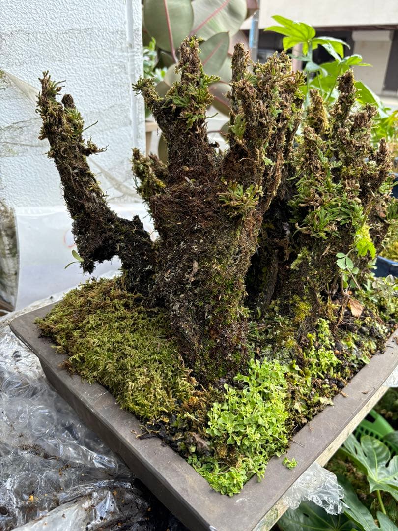 NO 1 イワヒバ(岩松） 30年物 見事な大きさです 激安投売り大特価