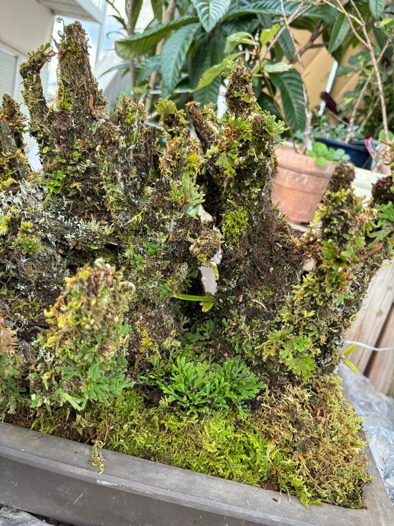 NO 1 イワヒバ(岩松） 30年物 見事な大きさです 激安投売り大特価