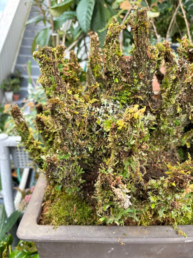 NO 1 イワヒバ(岩松） 30年物 見事な大きさです 激安投売り大特価