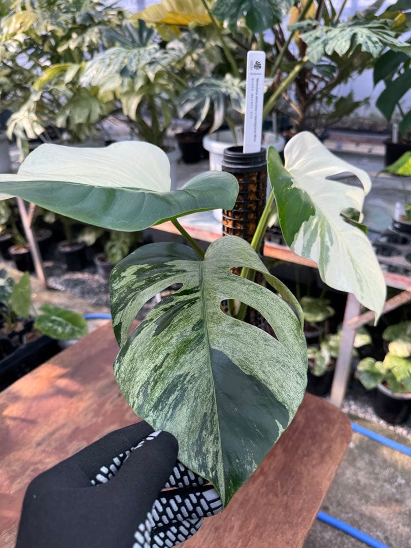 1モンステラ　ボルギシアナ　ミント　健康株　美斑入り