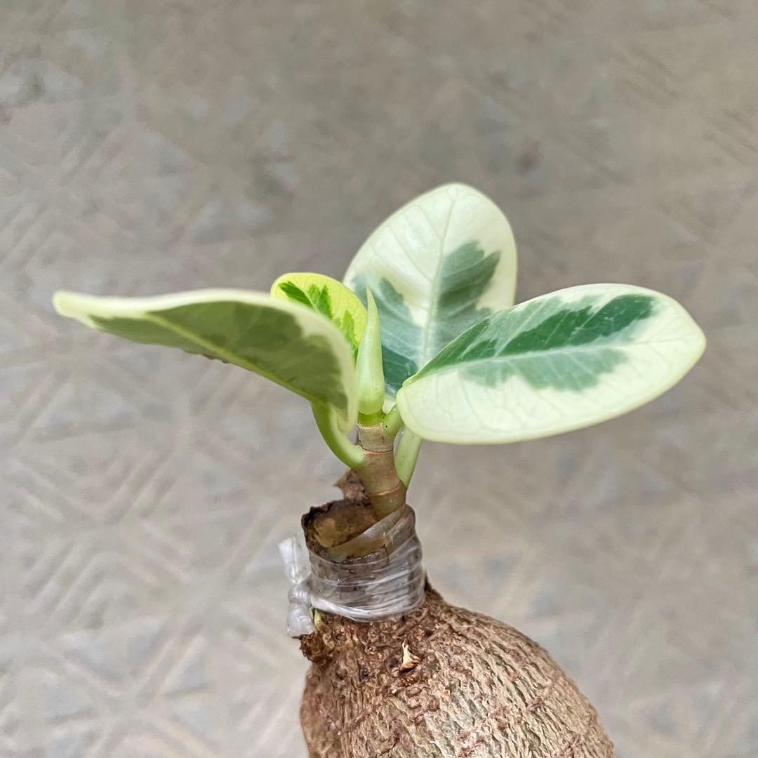 タ*カ様 【安心の発根済株/接木/鉢込】斑入り パンダガジュマル