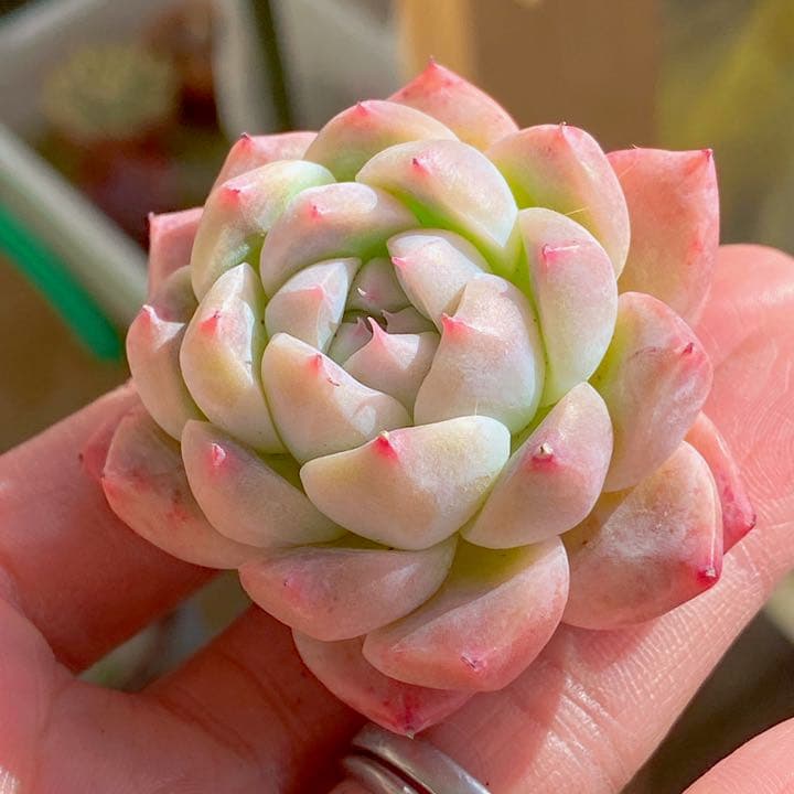 アルバビューティー