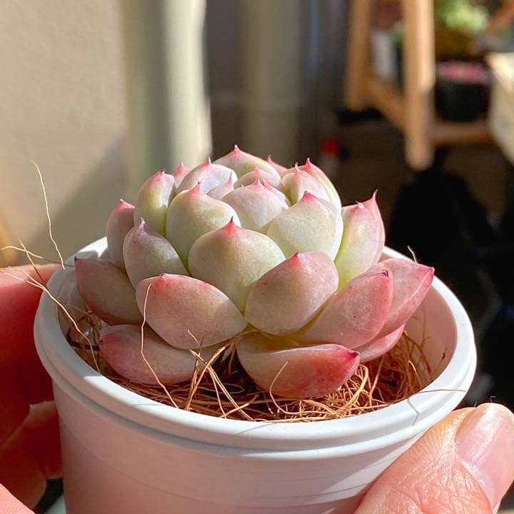 アルバビューティー