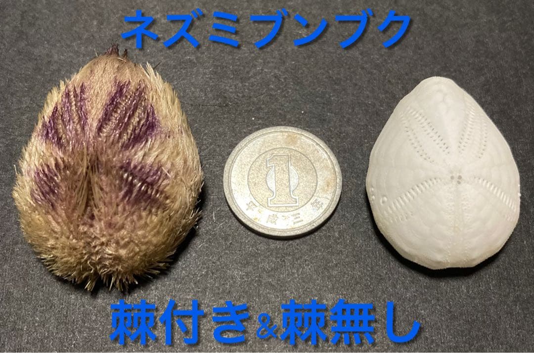 ネズミブンブク　棘付き&棘無し　ブンブク　ウニ殻
