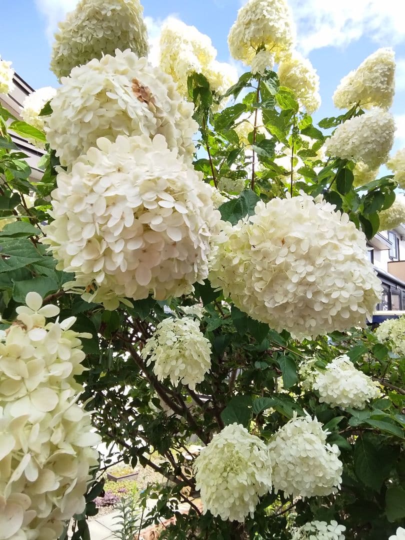 2025.9.追加ありピラミッドあじさい内容説明ご予約ページ（読む所から）