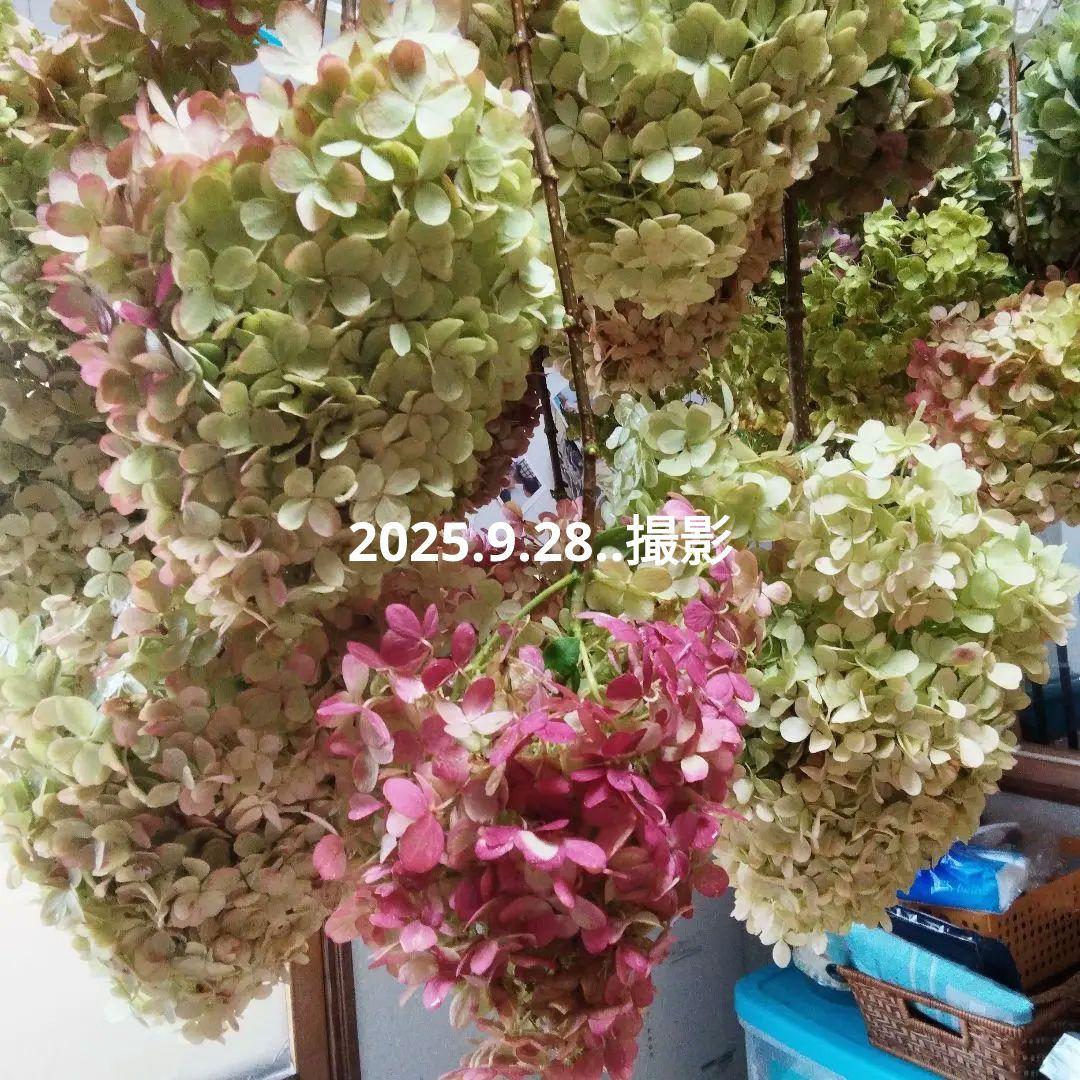 2025.9.追加ありピラミッドあじさい内容説明ご予約ページ（読む所から）