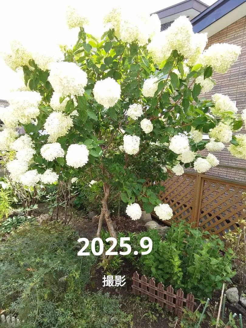 2025.9.追加ありピラミッドあじさい内容説明ご予約ページ（読む所から）