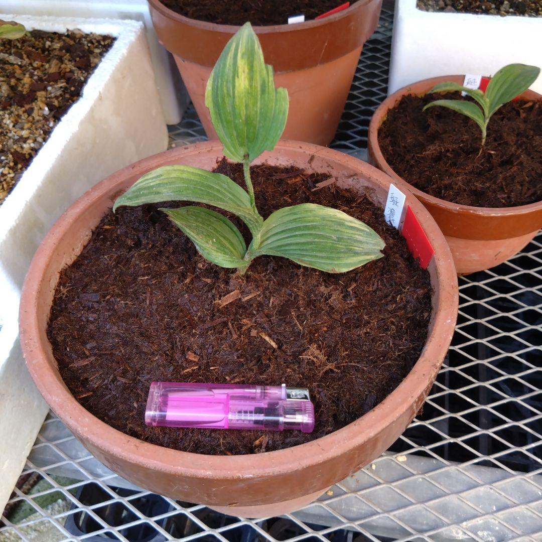 山野草　斑入り濃色礼文　アツモリソウ　花１芽株