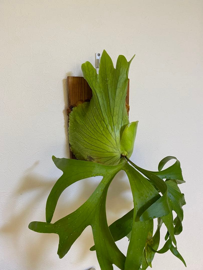 ビカクシダ　コロナリウム　フィリピネス