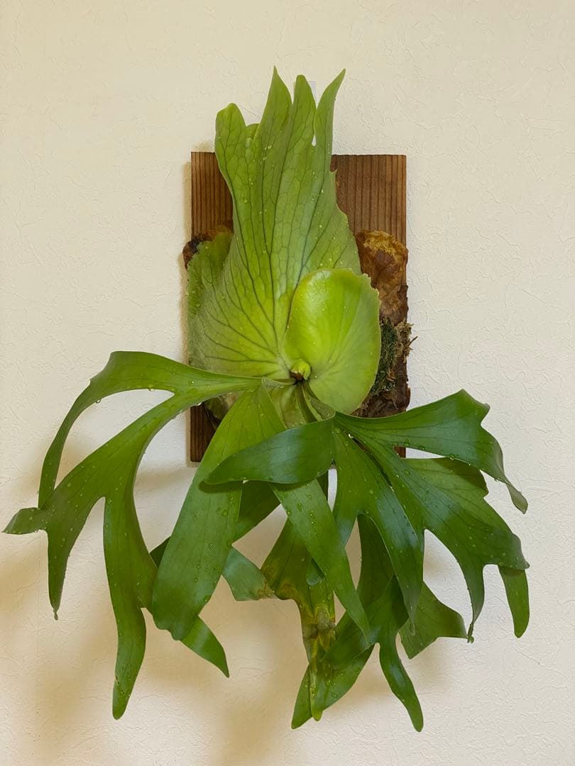 ビカクシダ　コロナリウム　フィリピネス