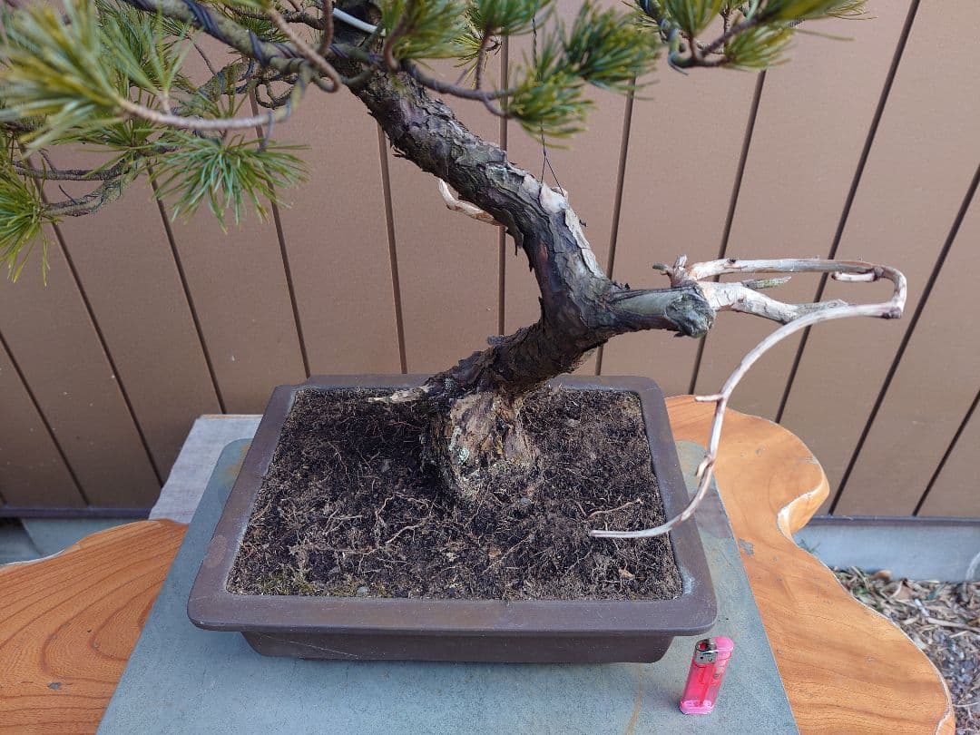 盆栽　五葉松　樹高58cm