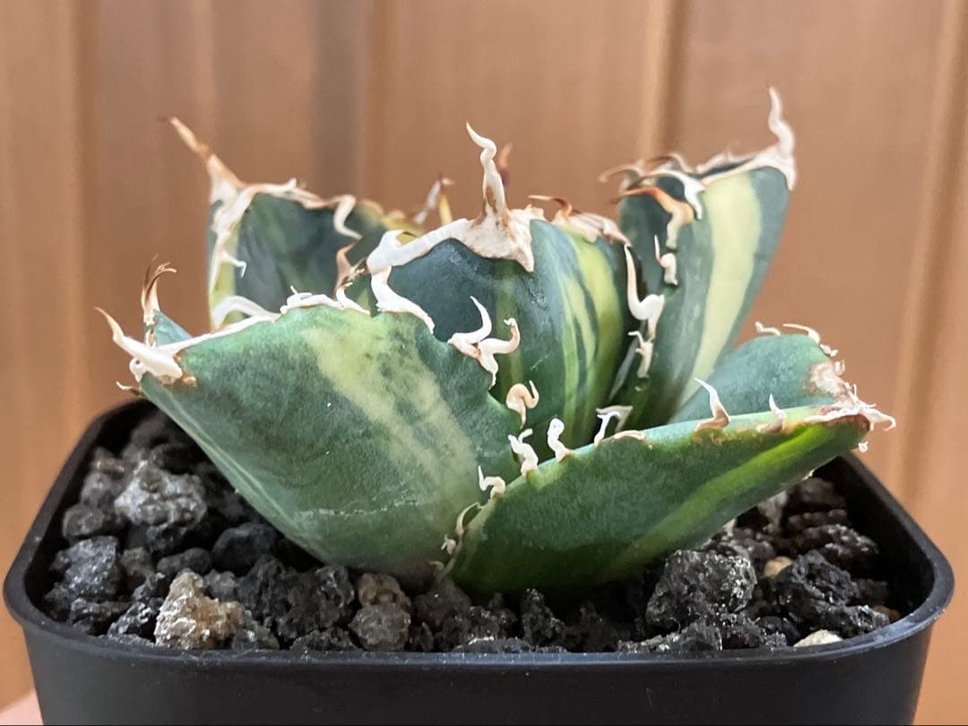 れ*★様 【初売りオークション】118 特大　アガベ　チタノタ　白鯨錦　縞斑　T