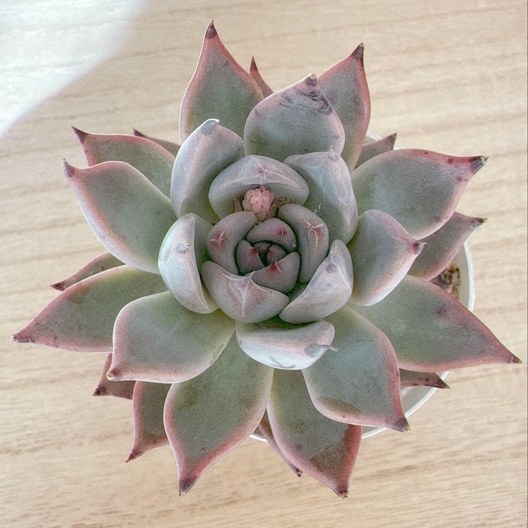 専用 オーズプランツさん苗 クスピダータサンロベルト×リンゼアナ