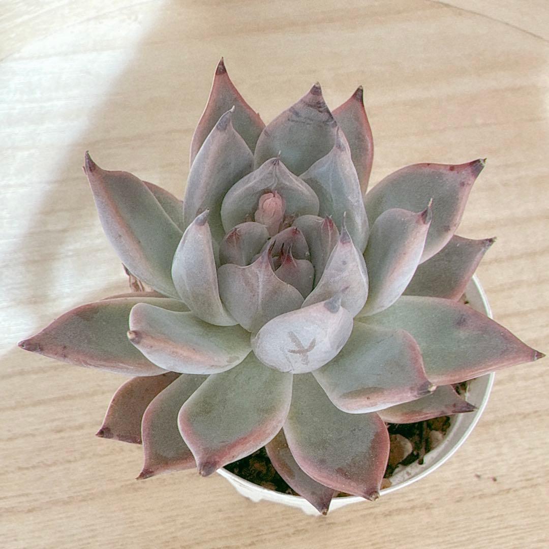 専用 オーズプランツさん苗 クスピダータサンロベルト×リンゼアナ