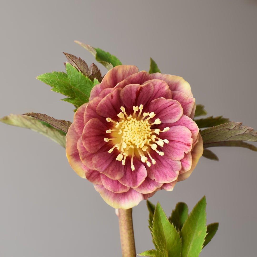 a*り様 広瀬園芸　ソレイユ　クリスマスローズ　　　開花株