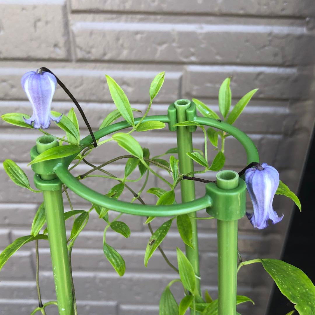 クレマチス　ソシアリス　株分苗　壺型　つぼ型