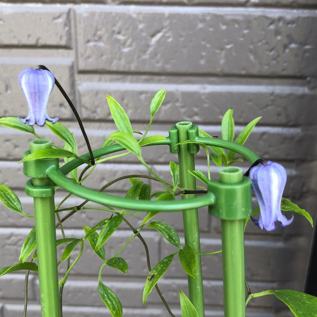 クレマチス　ソシアリス　株分苗　壺型　つぼ型