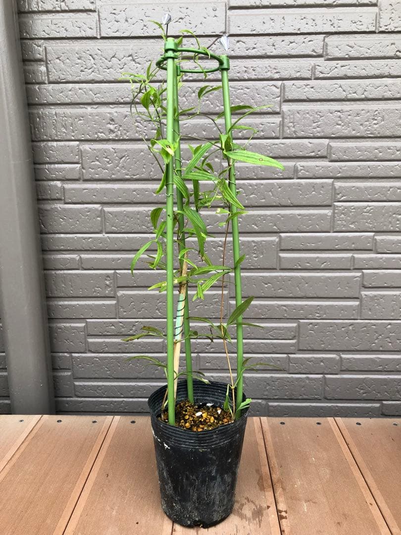 クレマチス　ソシアリス　株分苗　壺型　つぼ型