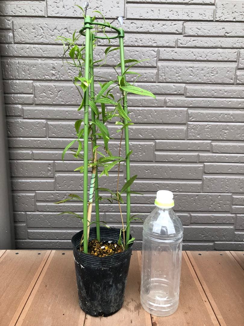 クレマチス　ソシアリス　株分苗　壺型　つぼ型