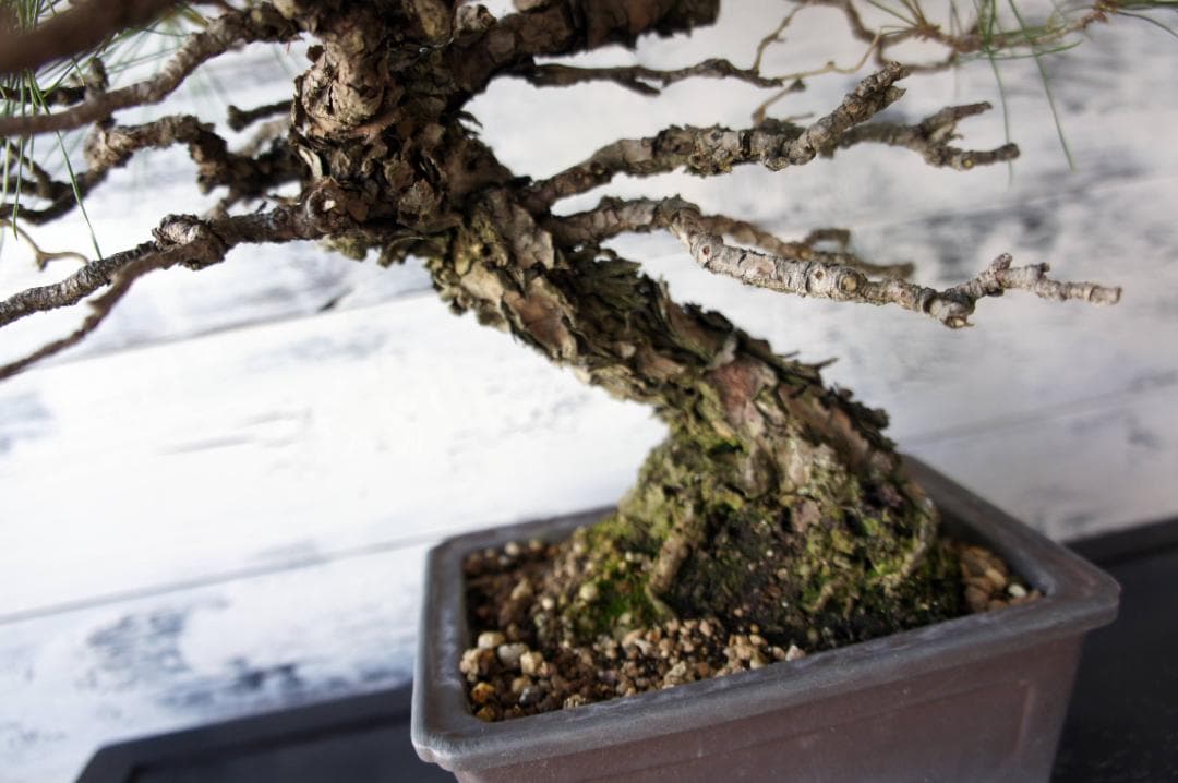 盆栽 『赤松』 和風 インテリア 観葉植物 ガーデニング 送料無料 b066