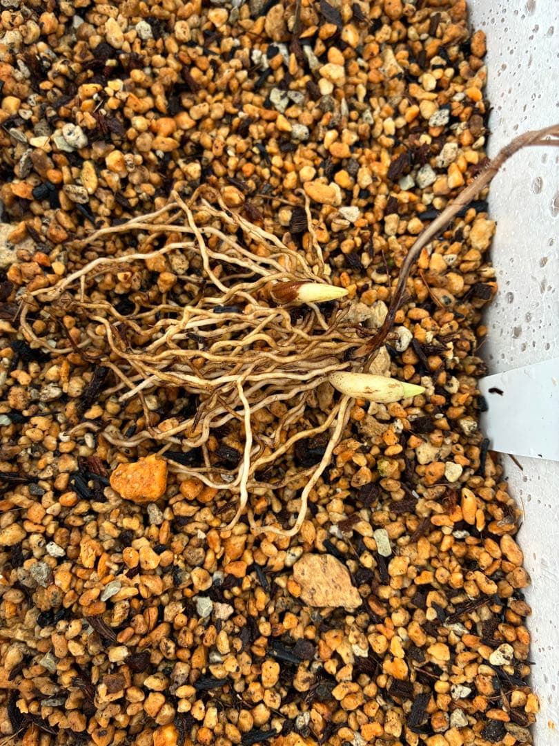 K51 礼文アツモリソウ