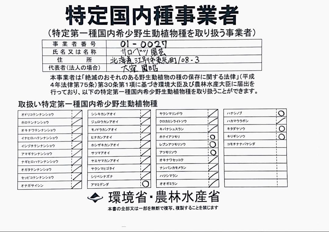 K51 礼文アツモリソウ