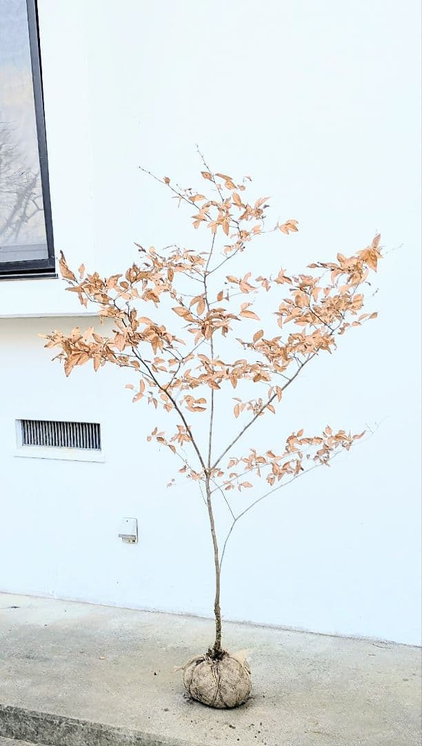 素性優良。山採りヤマコウバシ。