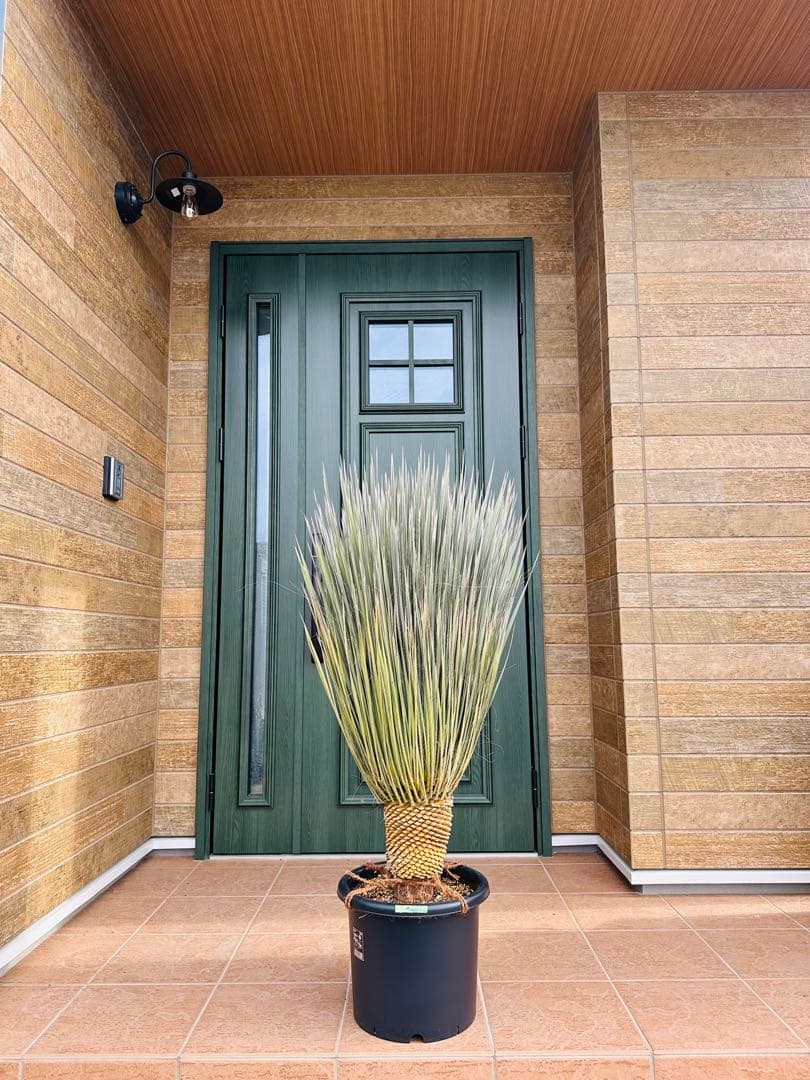 ユッカ　エラータ　極上株【大株】【A】【ベアルート】