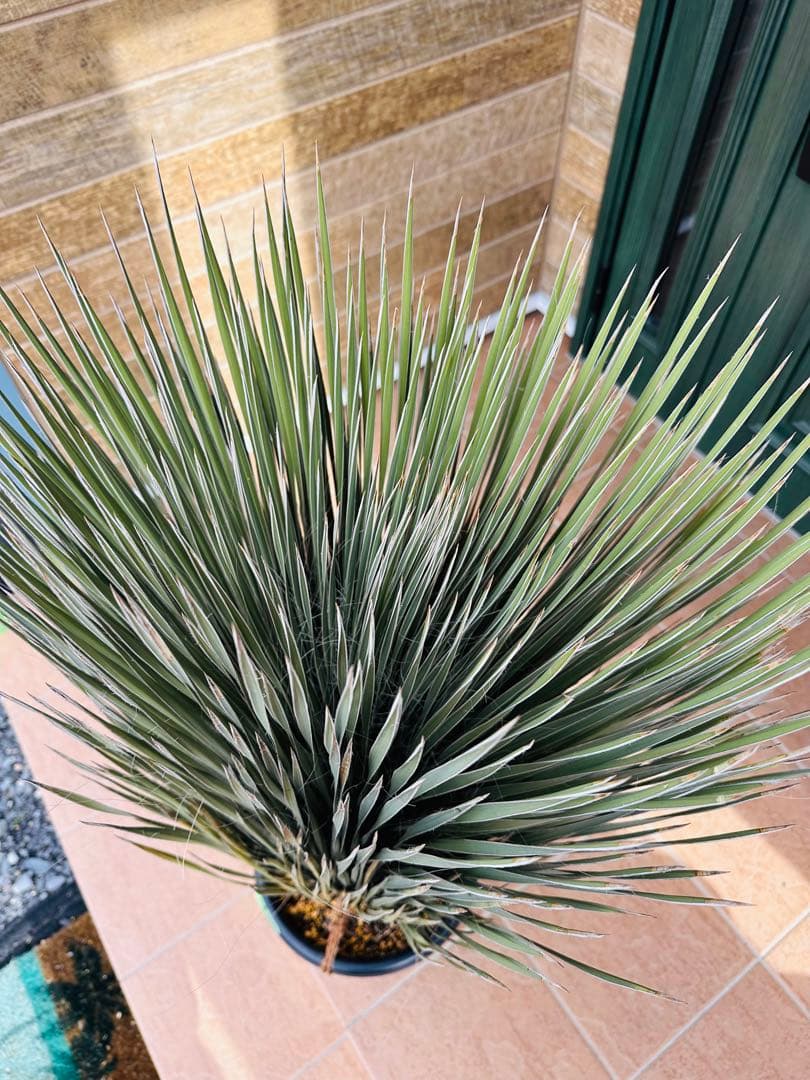 ユッカ　エラータ　極上株【大株】【A】【ベアルート】